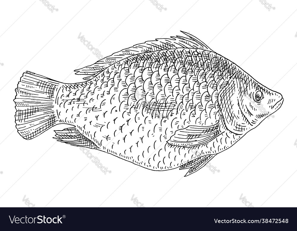 Whole Fresh Fish Tilapia On White Vintage Vector Image