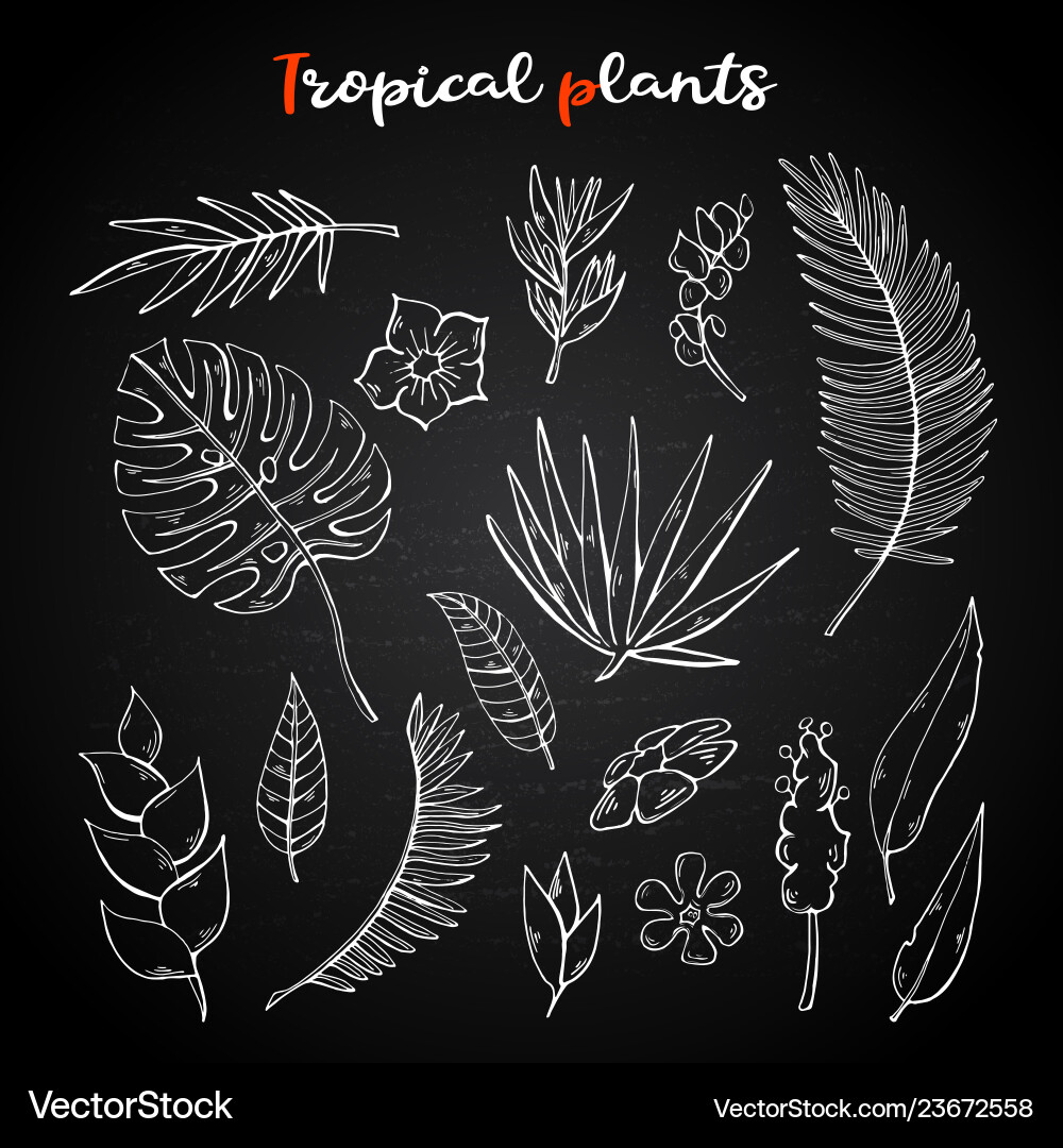 Tropical plants setcollection on a chalk Vector Image
