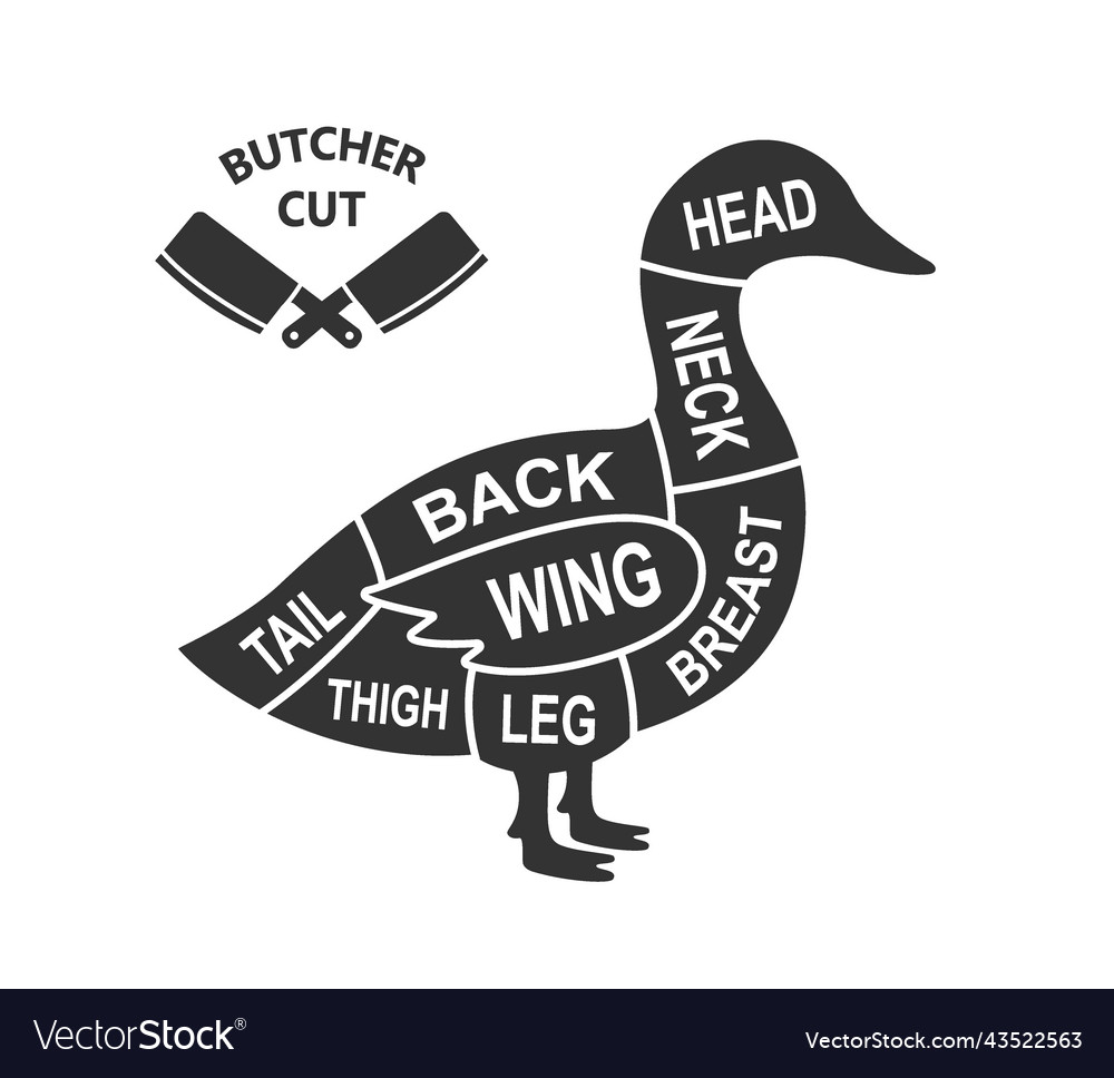 Duck scheme cuts butcher diagram poster meat Vector Image