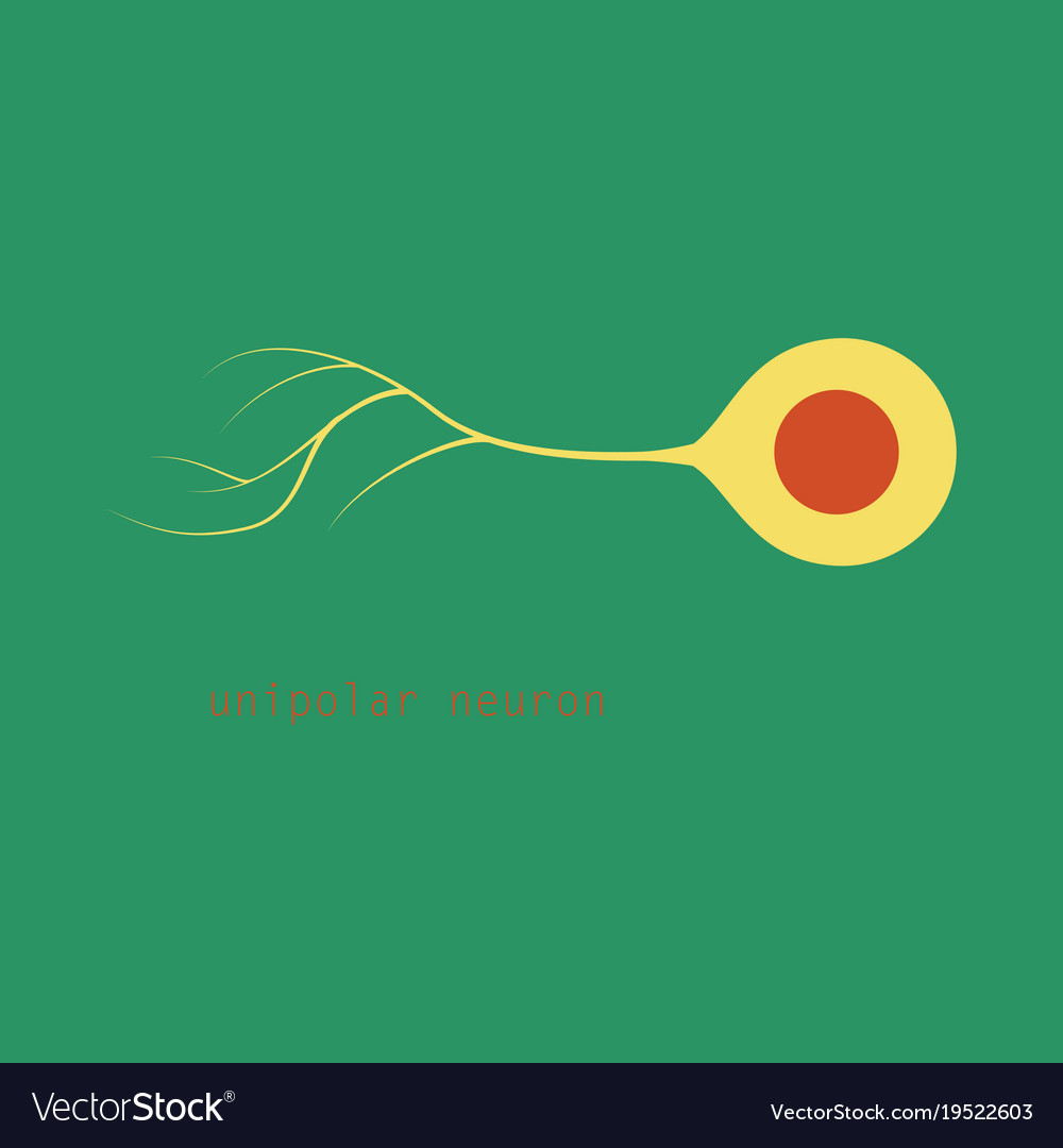 Basic neuron types Royalty Free Vector Image - VectorStock