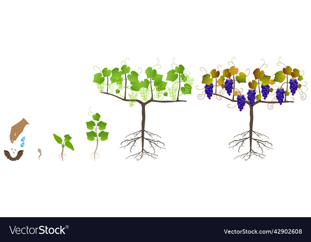 Growth cycle of a plant of grapes from seeds Vector Image
