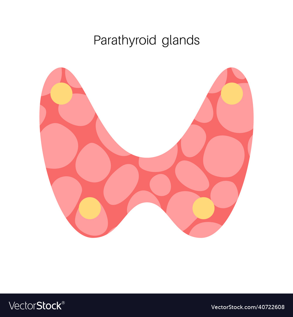 Parathyroid Gland Anatomy Stock Vector Illustration O - vrogue.co