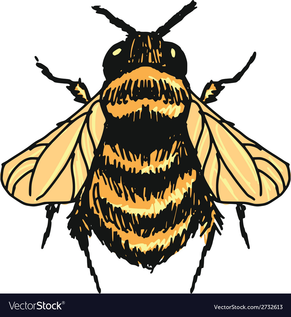 Bee Royalty Free Vector Image - VectorStock