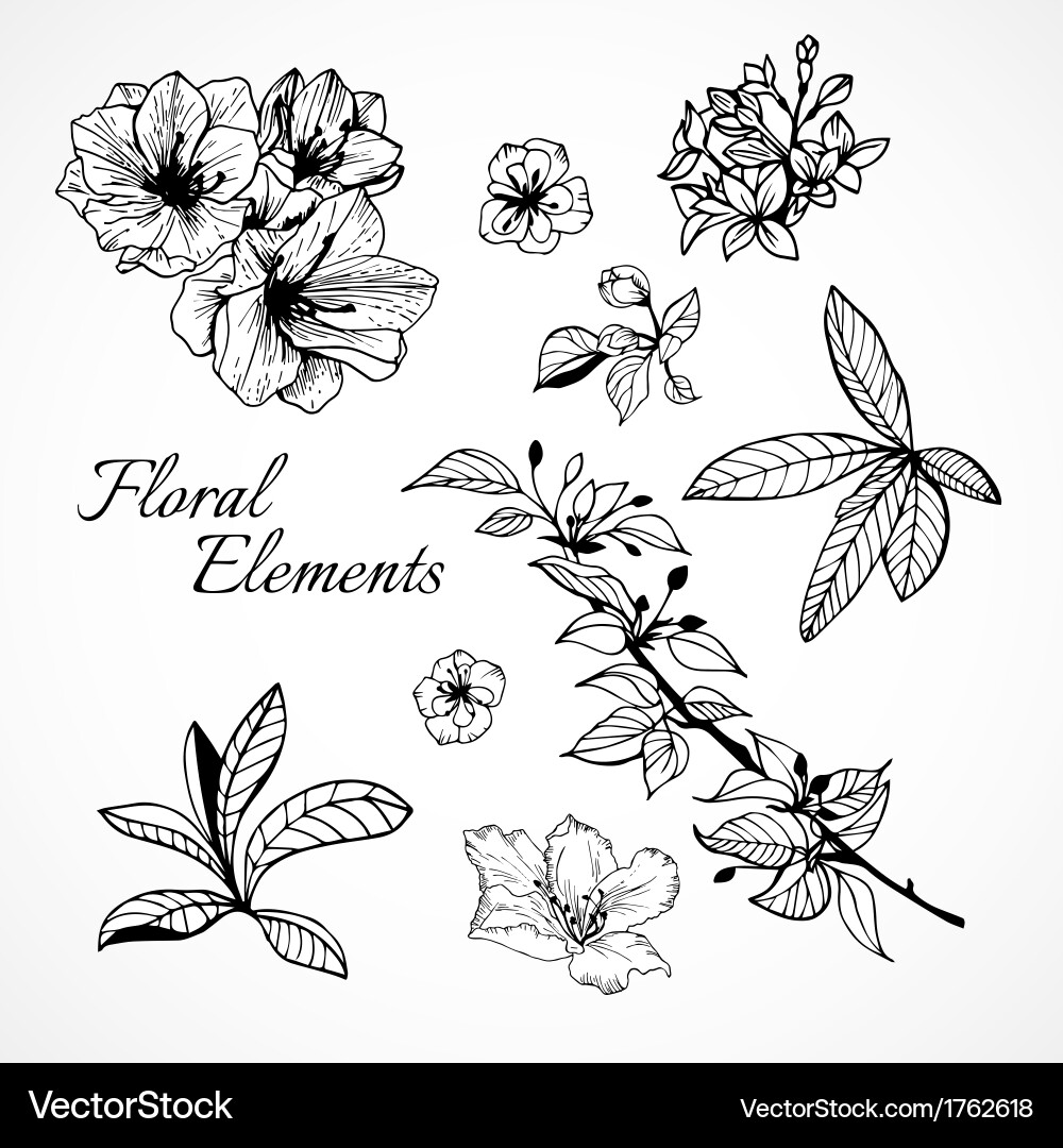 Set floral elements Royalty Free Vector Image - VectorStock