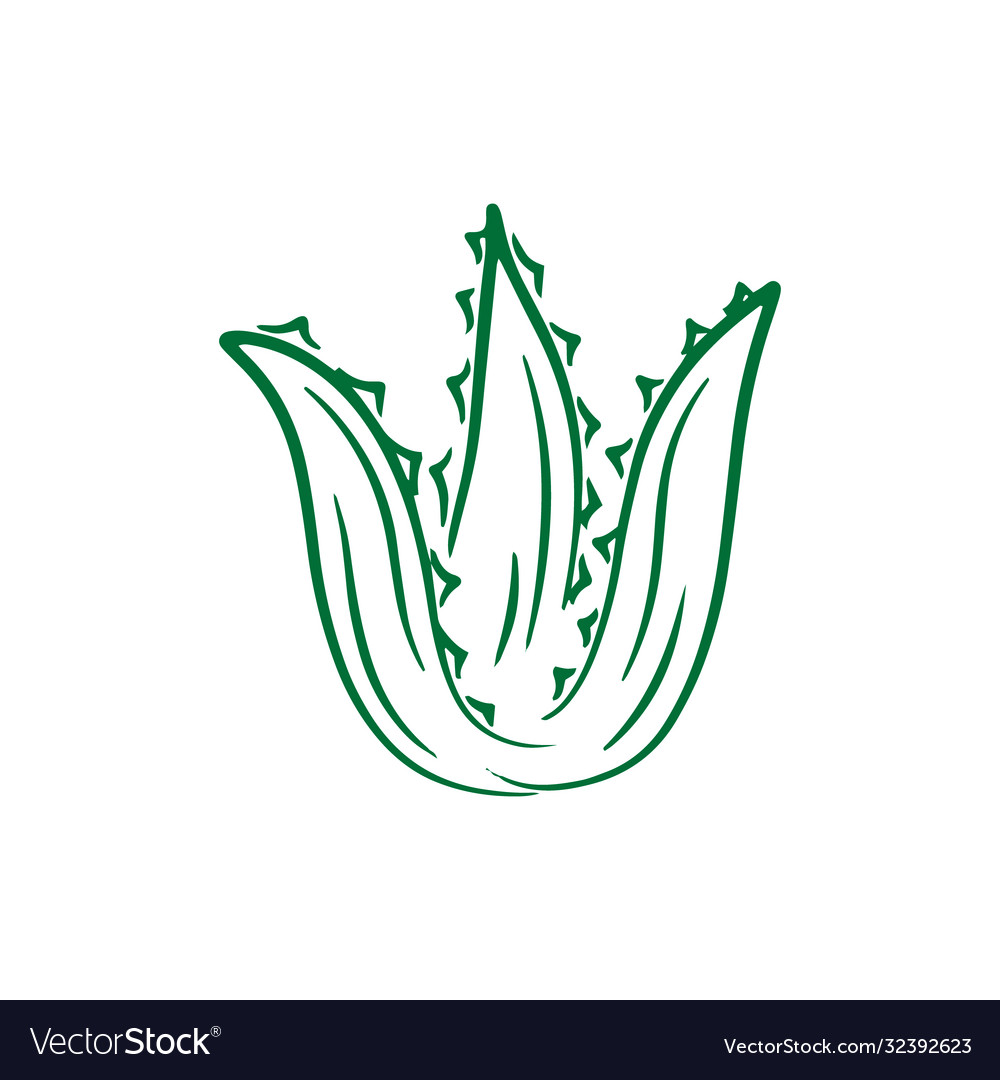 Doodle aloe vera icon isolated on white