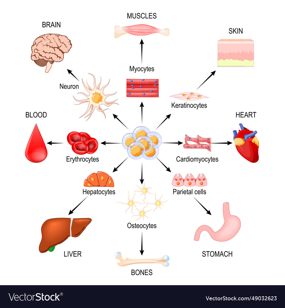 Stem cells regenerative medicine Royalty Free Vector Image