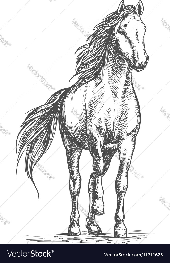 Sketched portrait of horse Royalty Free Vector Image