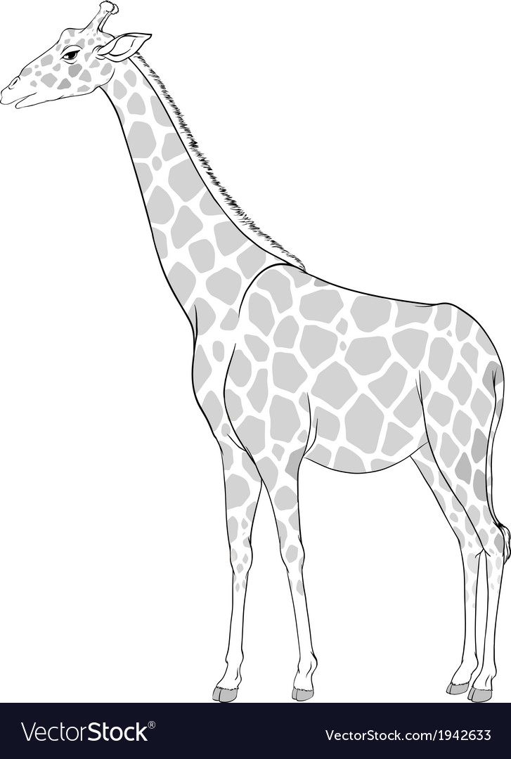 A sketch of a giraffe Royalty Free Vector Image