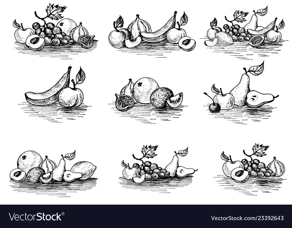 Ink drawing fruits Royalty Free Vector Image VectorStock