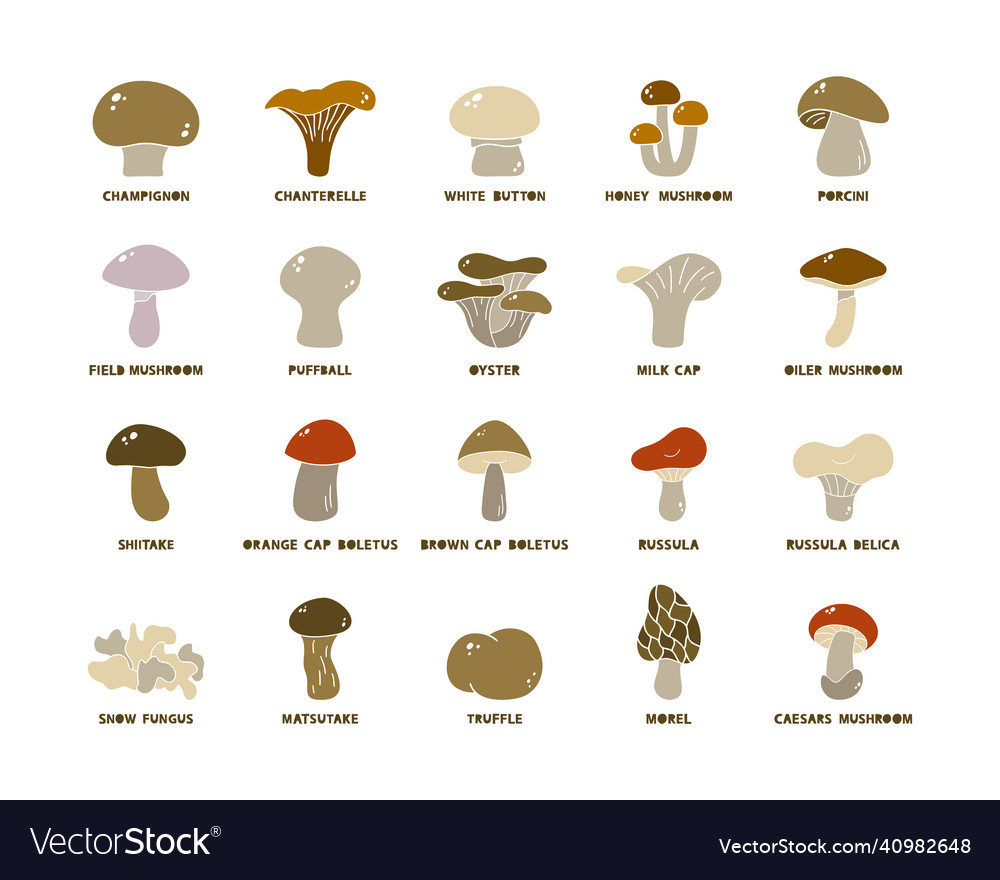 Edible mushrooms with lettering color silhouette Vector Image