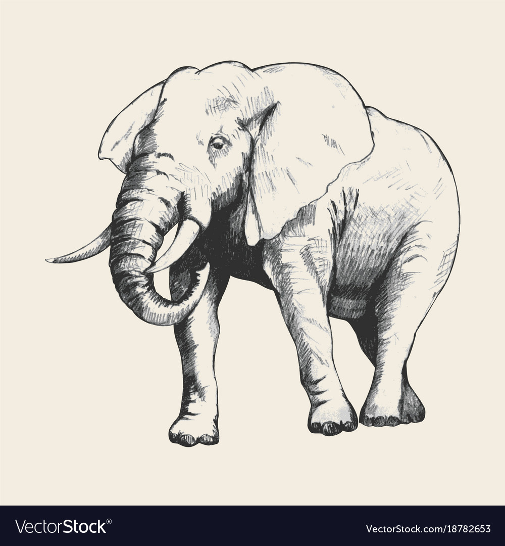 Elephant sketch Royalty Free Vector Image - VectorStock