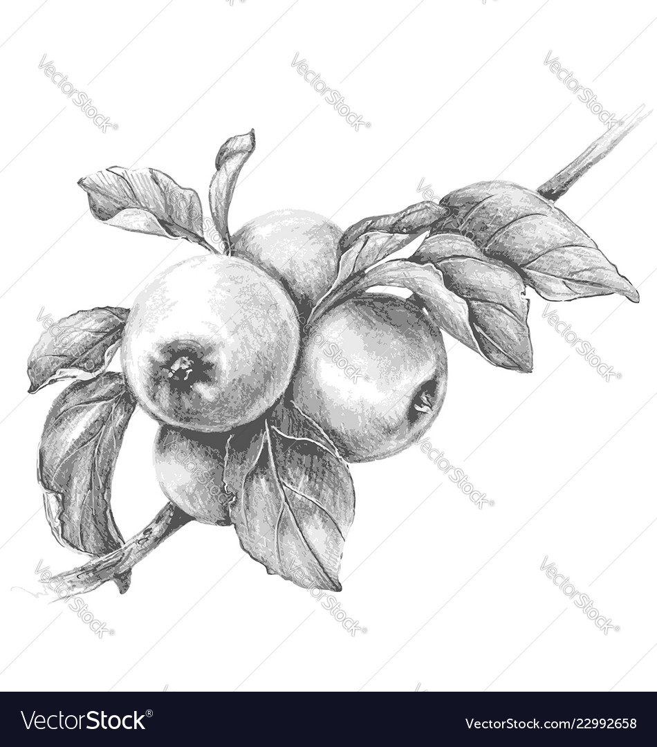 how to draw an apple tree/apple tree drawing - YouTube