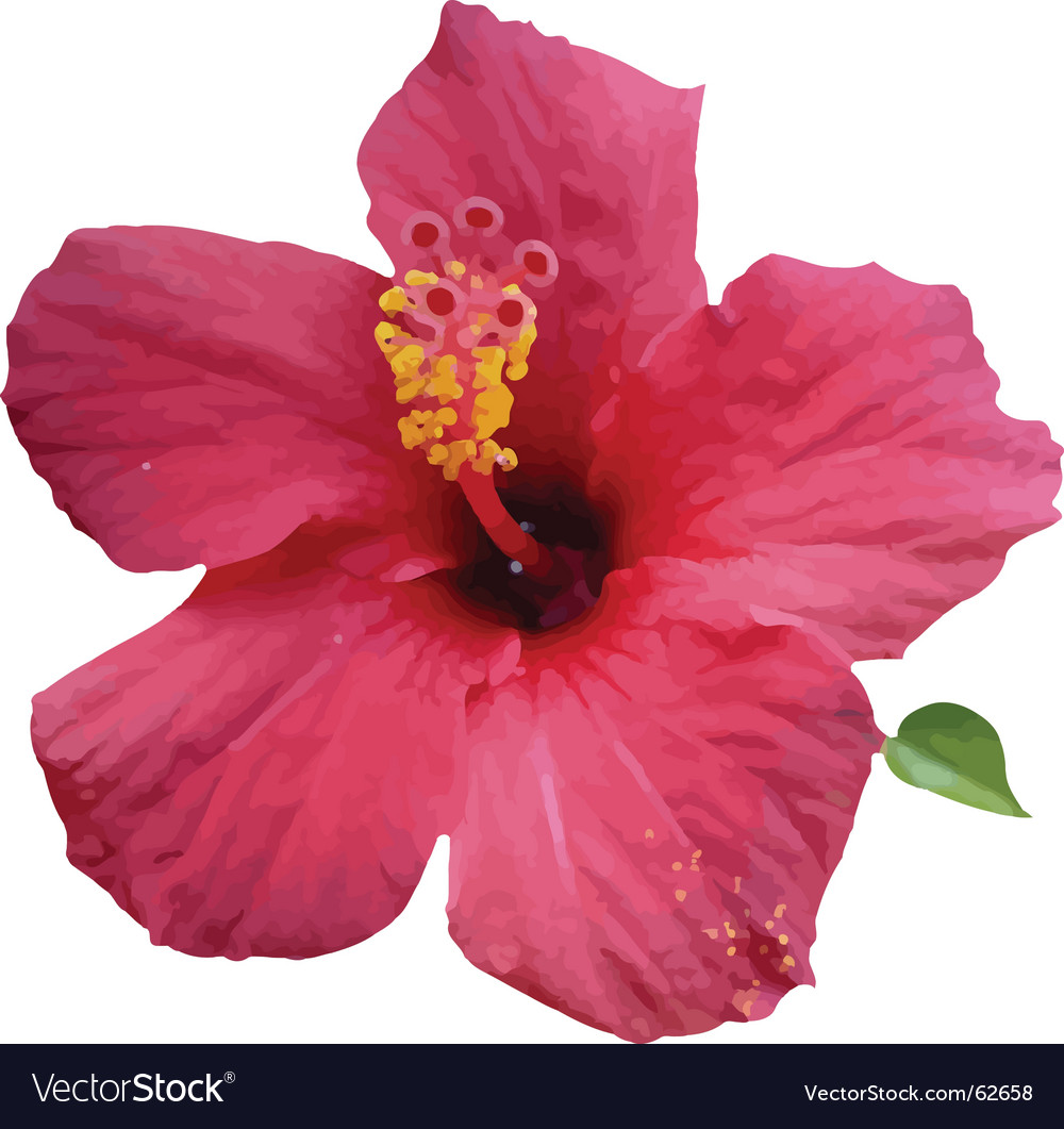 Hibiscus Royalty Free Vector Image - VectorStock