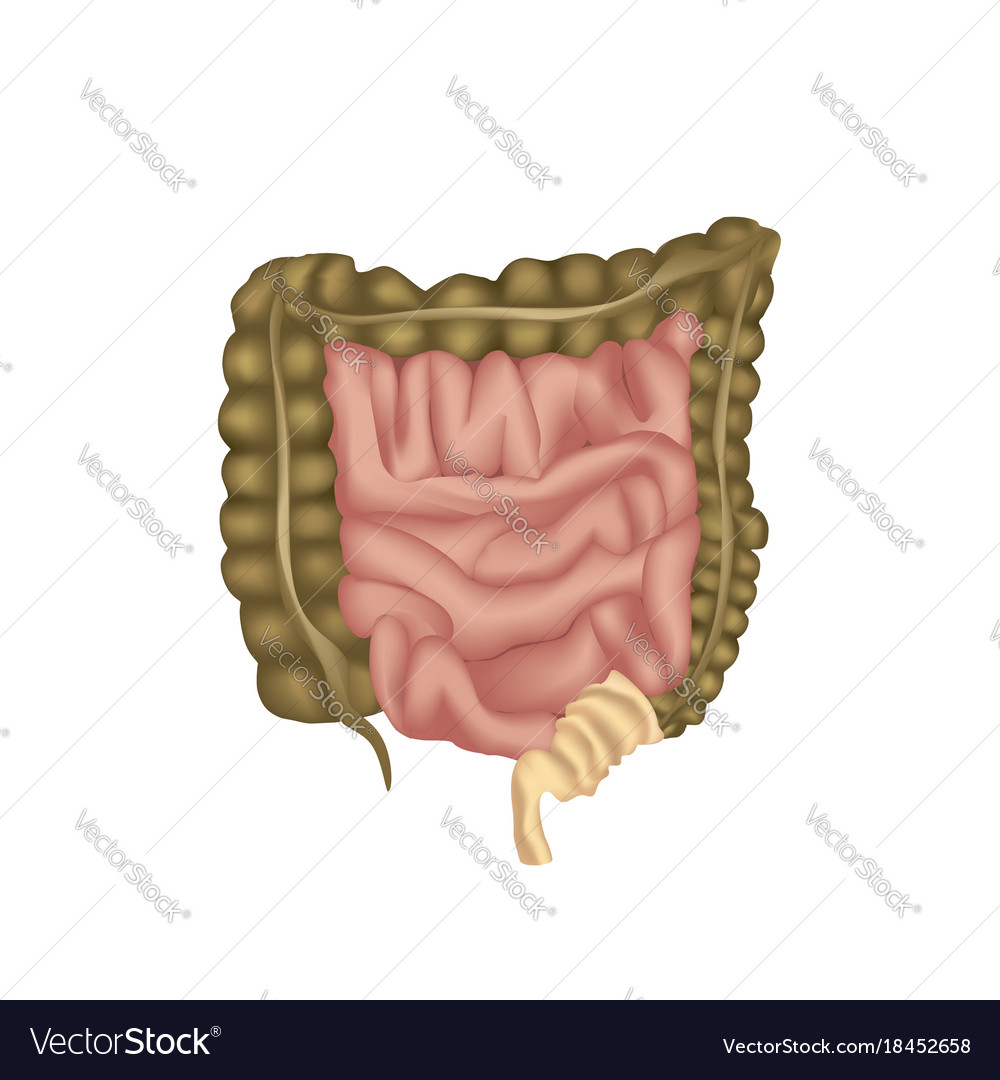 Large intestine human anatomy digestive organs Vector Image