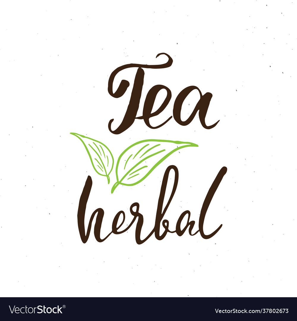 Herbal tea lettering handwritten sign hand drawn Vector Image