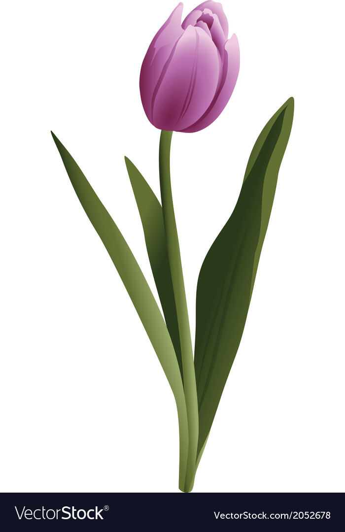 Tulip flower Royalty Free Vector Image - VectorStock