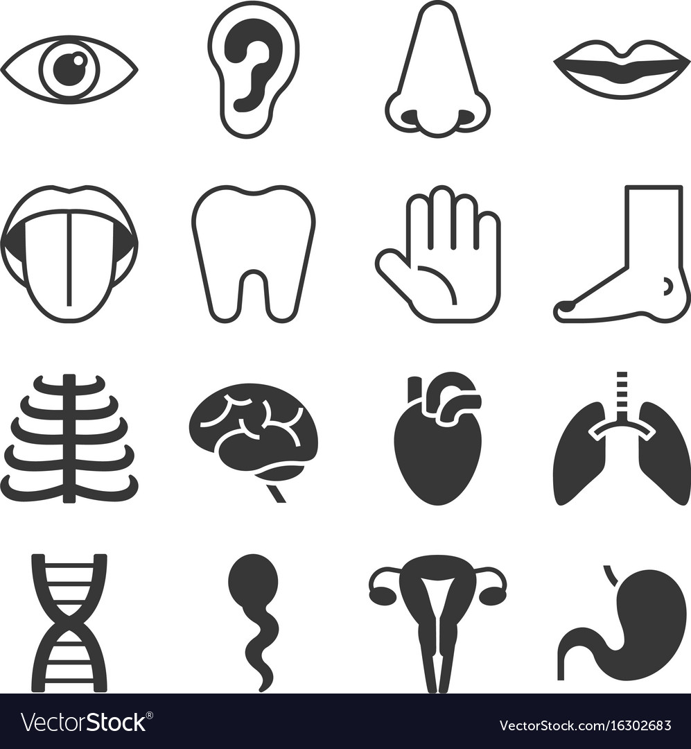 Organ icons Royalty Free Vector Image - VectorStock