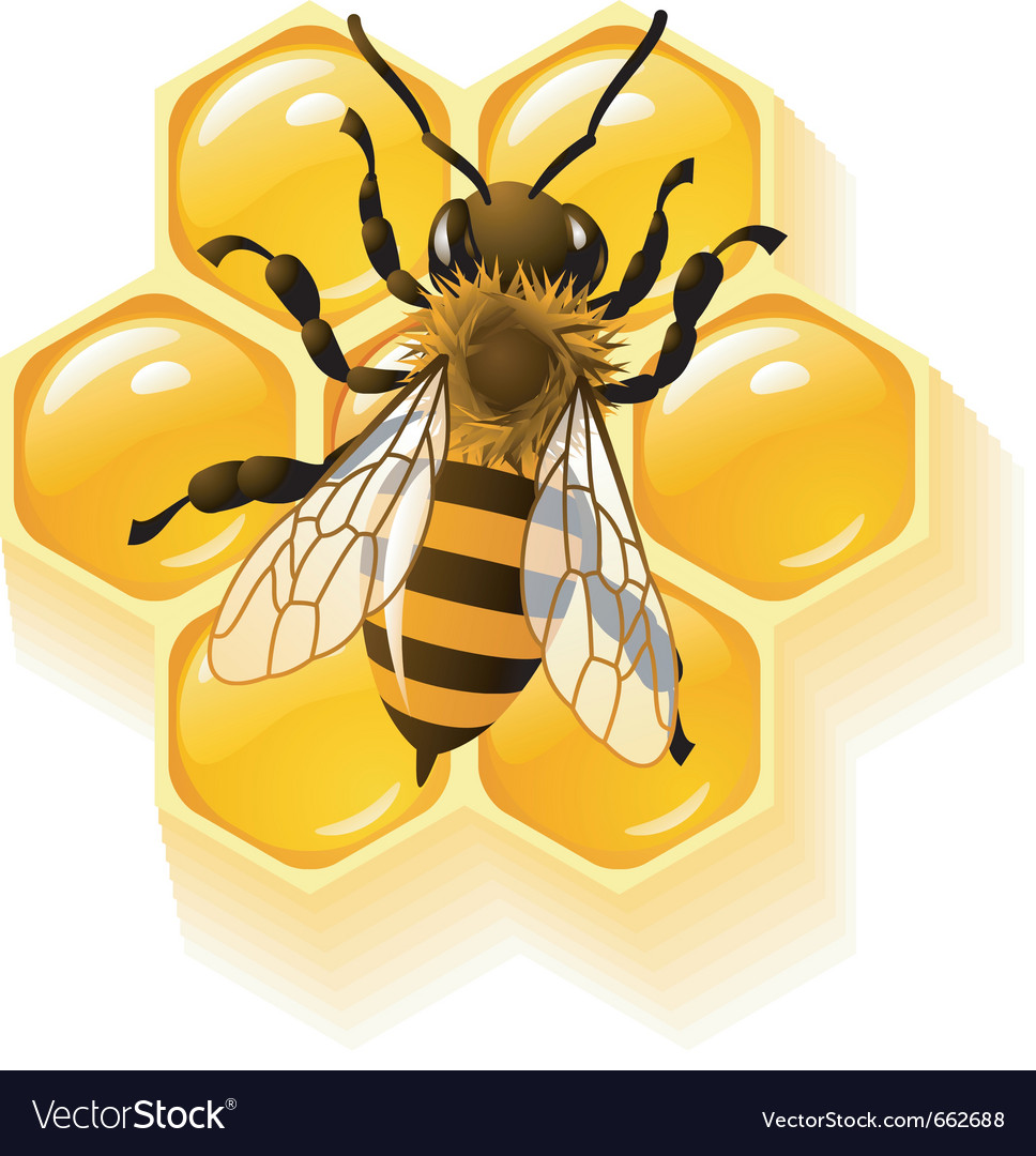 Bee and honeycombs Royalty Free Vector Image - VectorStock