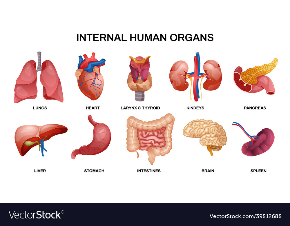 Internal human organs horizontal icon set Vector Image