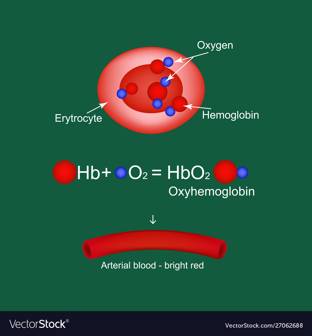 Oxyhemoglobin Hemoglobin Carries Oxygen Royalty Free Vector