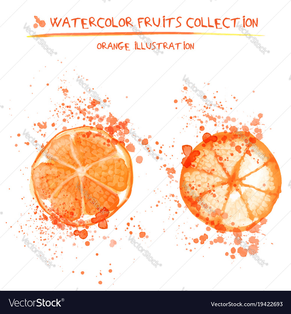 Set of watercolor oranges Royalty Free Vector Image