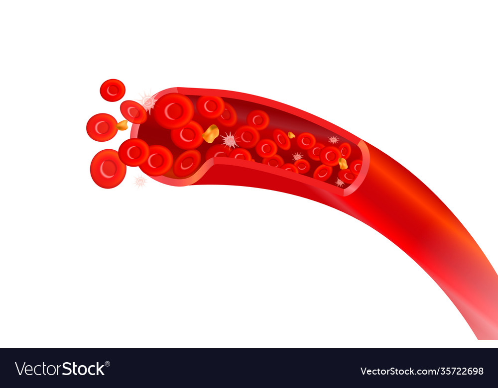 Healthy arteries with red erythrocytes high Vector Image