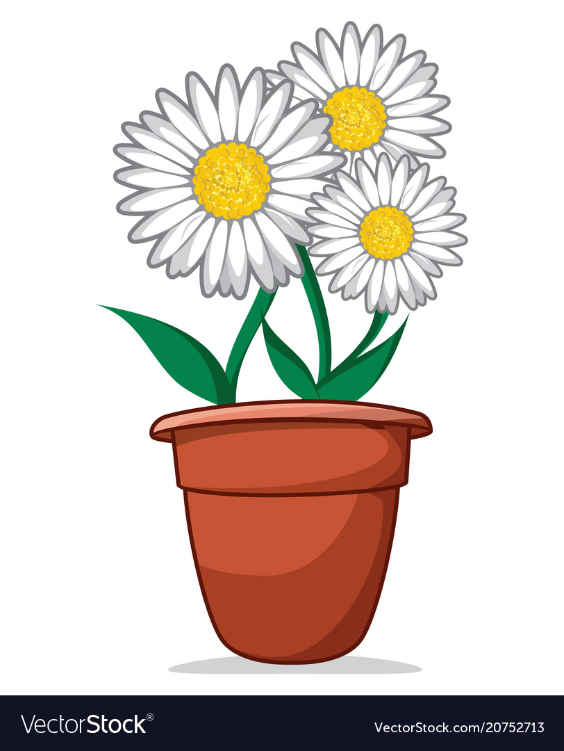 Daisy Royalty Free Vector Image - VectorStock