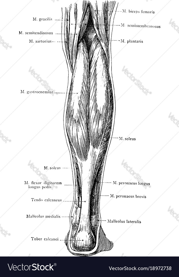 Posterior view of the superficial muscles Vector Image