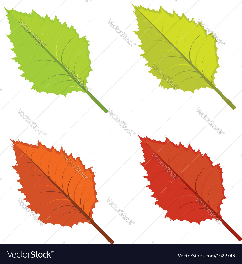 Colorful autumn leaves Royalty Free Vector Image