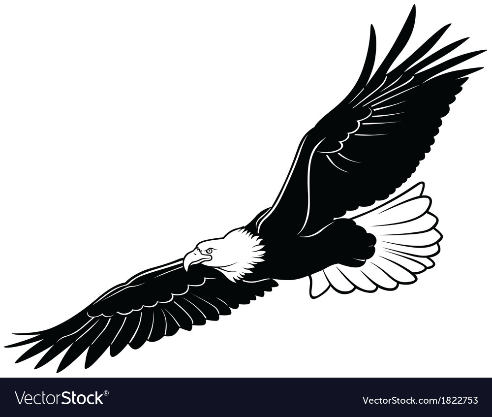 Flying bald eagle Royalty Free Vector Image - VectorStock