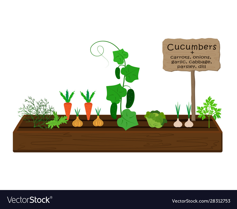 Growing vegetables and plants on one bed