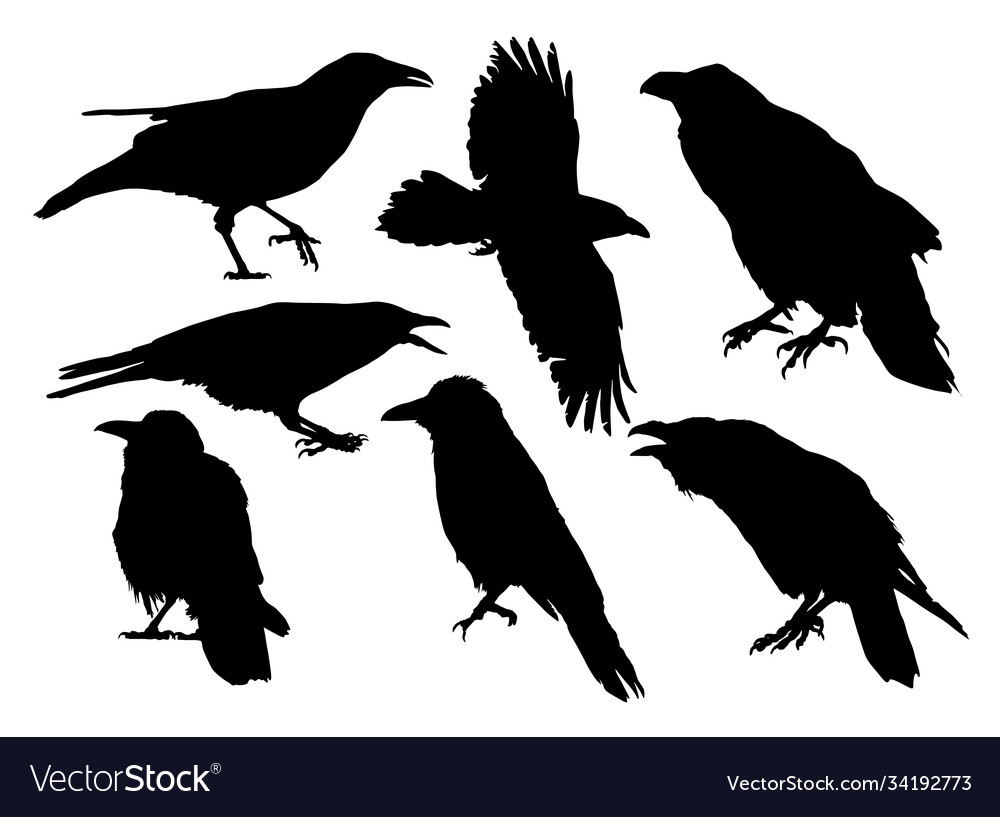 Set silhouettes crow Royalty Free Vector Image