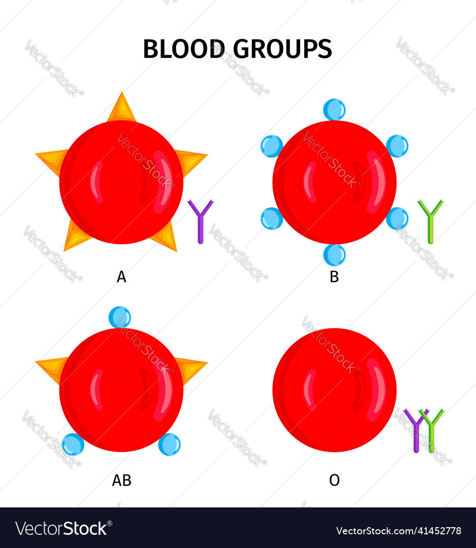 Blood type groups symbols Royalty Free Vector Image