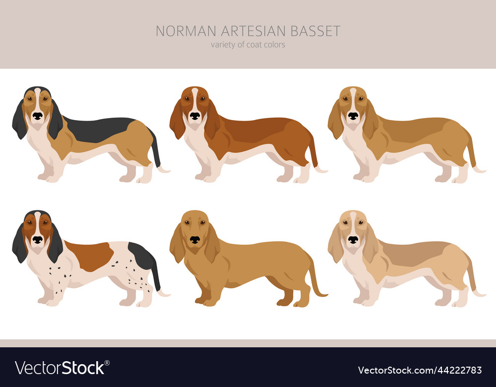 Norman artesian basset clipart all coat colors