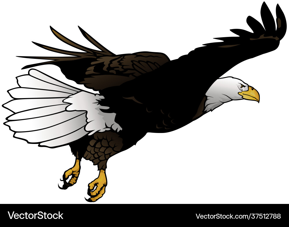 Flying bald eagle Royalty Free Vector Image - VectorStock
