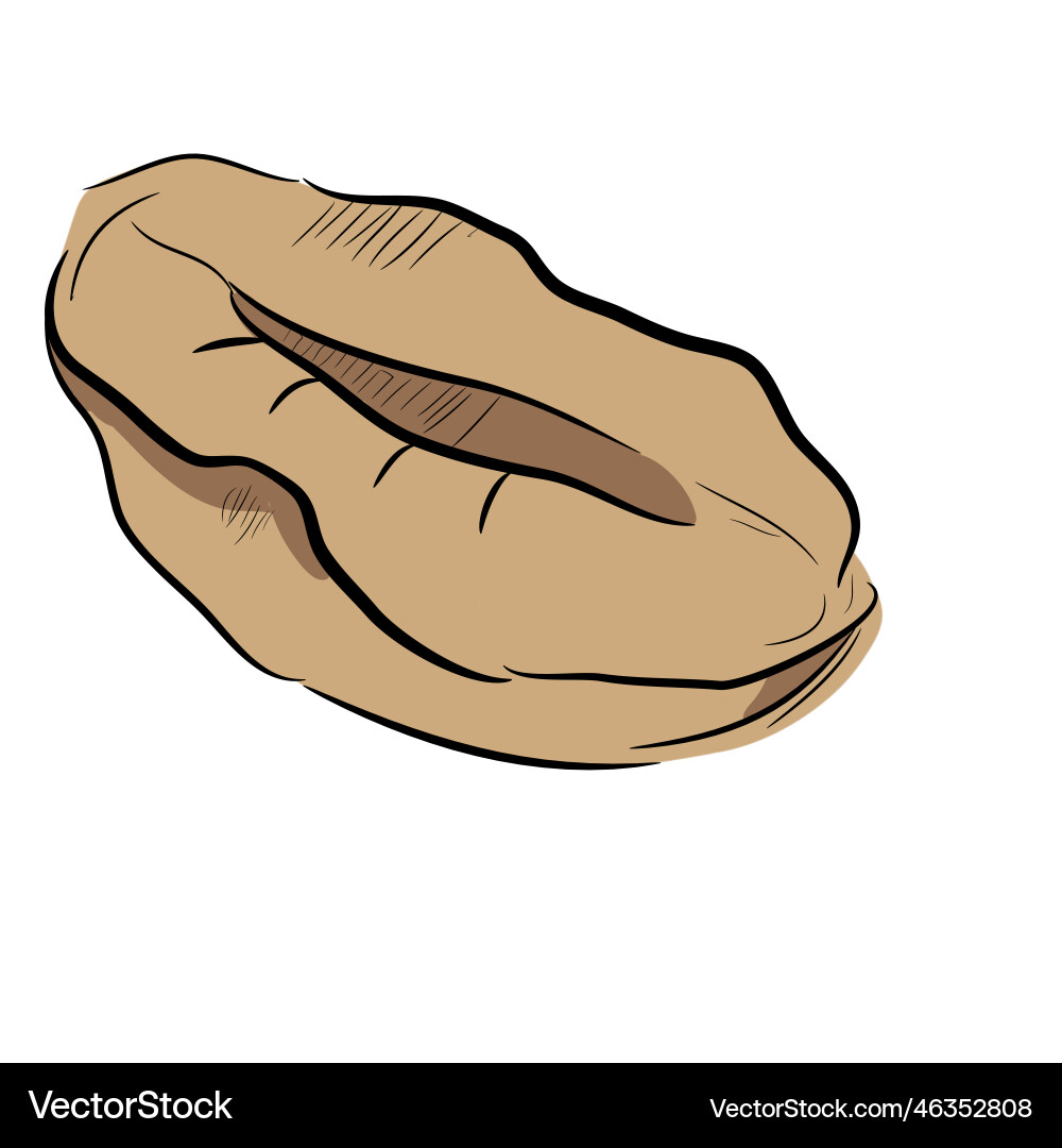 Bean coffee hand drawn Royalty Free Vector Image