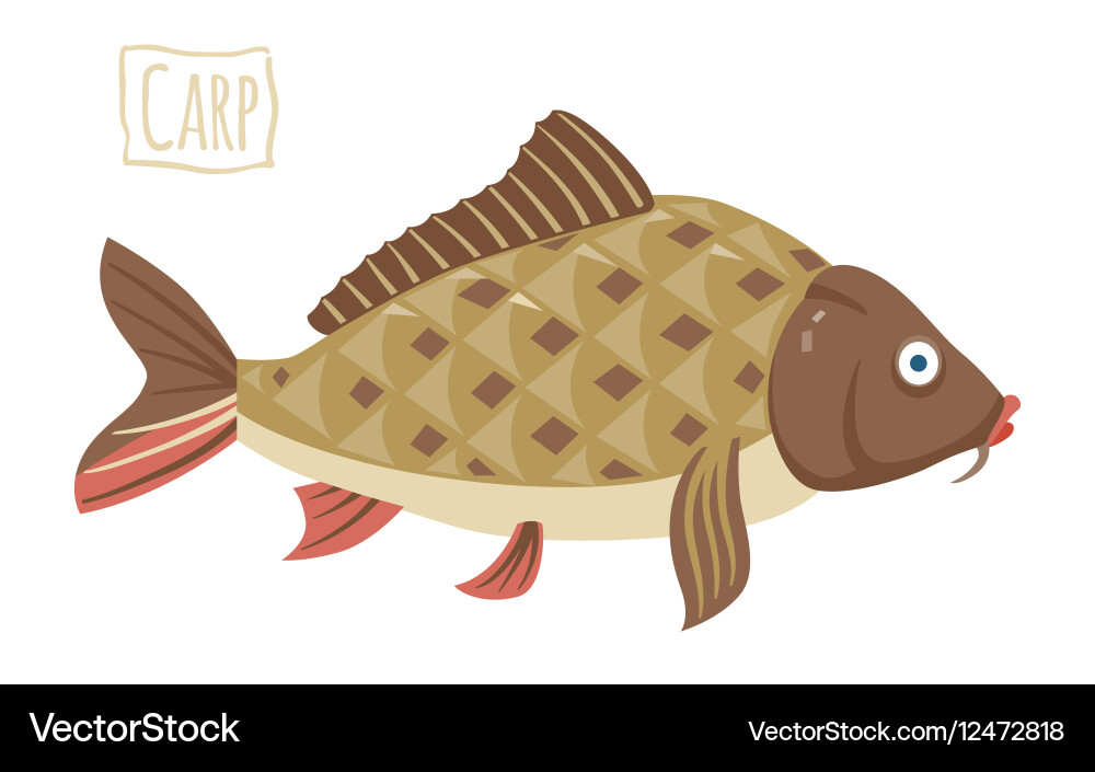 Carp Royalty Free Vector Image - VectorStock