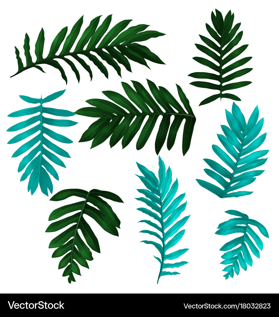 Tropical leaf set Royalty Free Vector Image - VectorStock