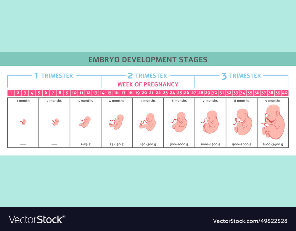 Fetus development fetal formation stages human Vector Image Biology Diagrams