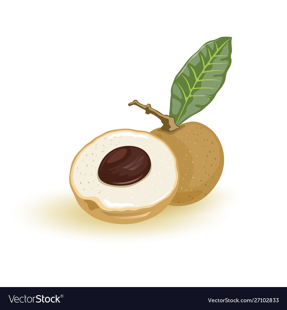 Fresh longan or dragon eye sweet juicy and Vector Image