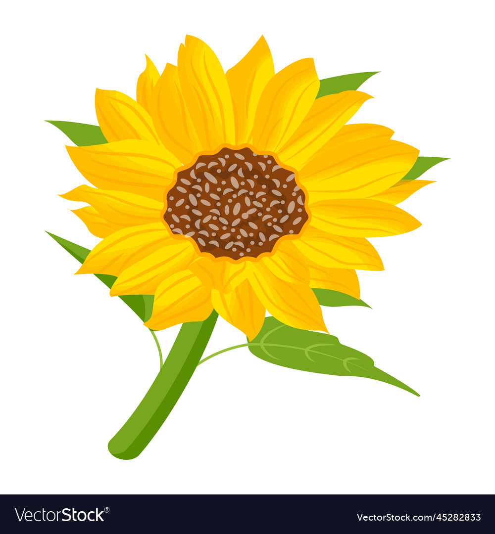 Sunflower Royalty Free Vector Image - VectorStock