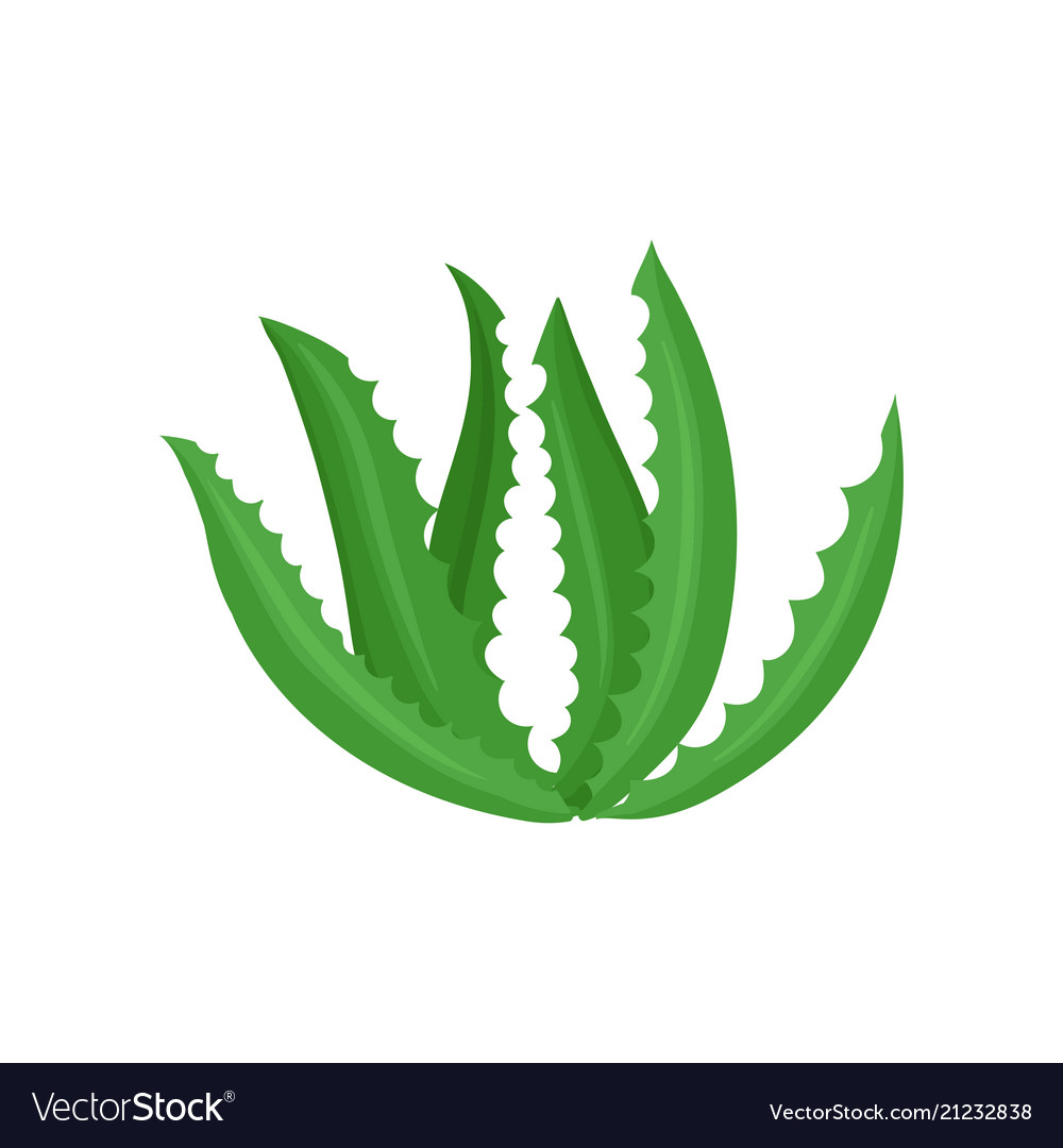 Aloe vera plant on a white