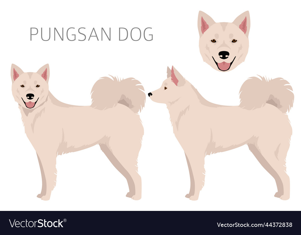 Pungsan Dog Clipart All Coat Colors Set Royalty Free Vector