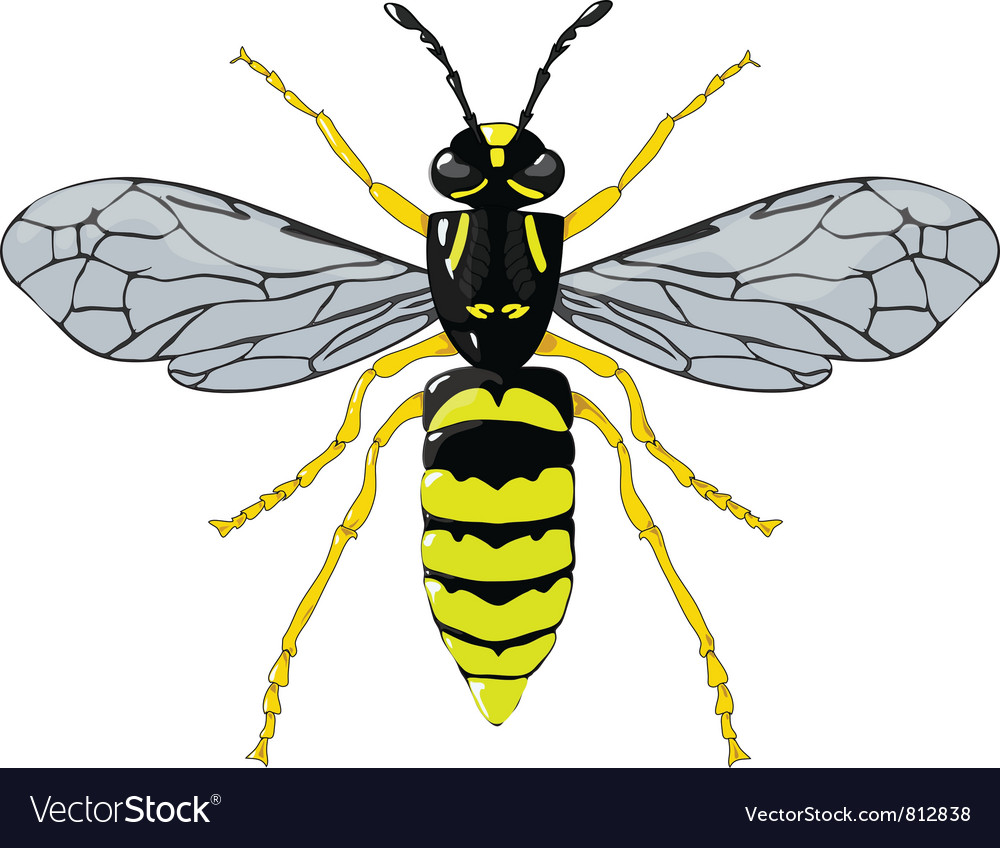 Wasp Royalty Free Vector Image - VectorStock