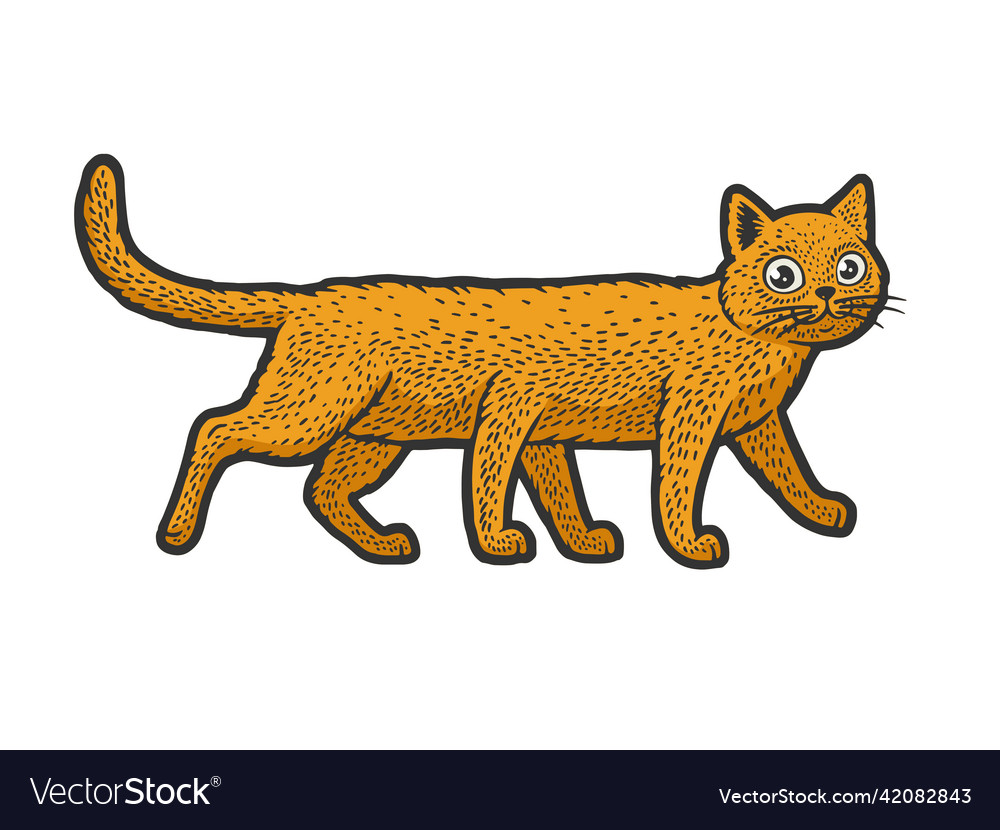 How to Draw a Maine Coon Using Color Pencils – Learn to Draw Books