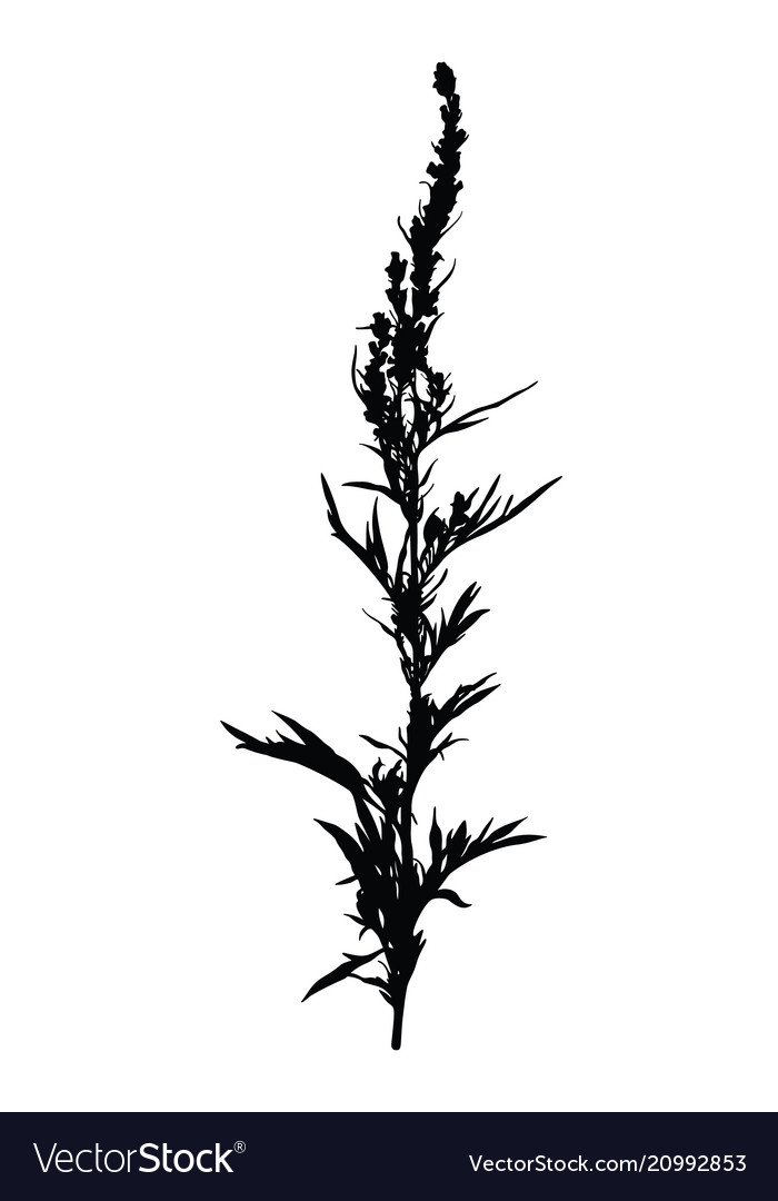 Wild herb silhouette isolated on white