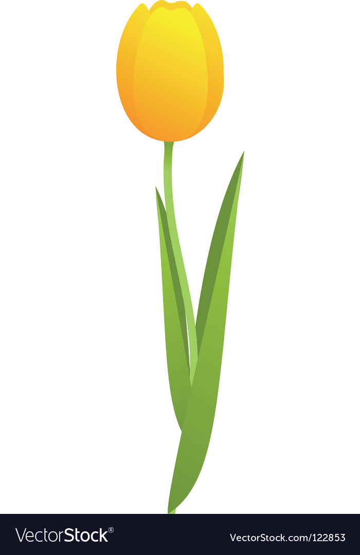 Yellow tulip