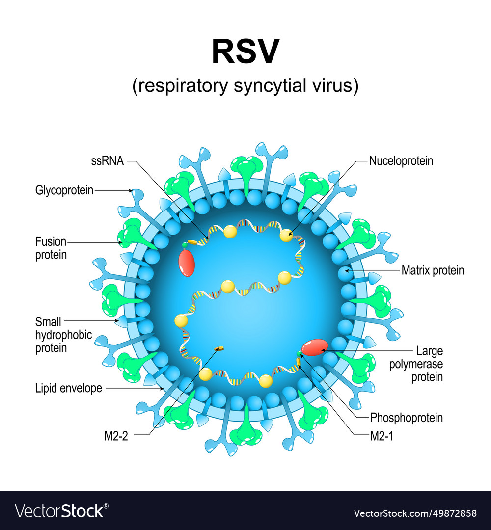 Respiratory syncytial virus rsv structure Vector Image