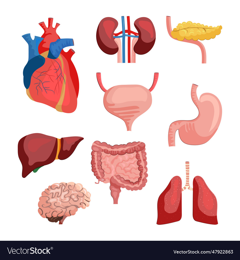 Internal organs set Royalty Free Vector Image - VectorStock