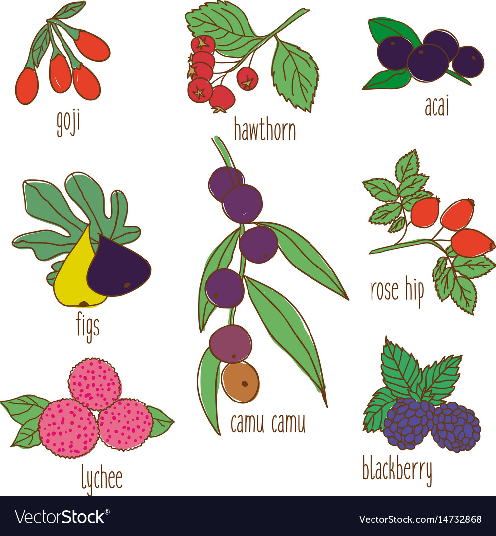 Colored hand drawn botanical food set